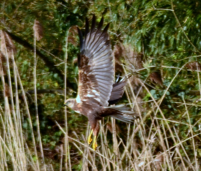 Falco di palude